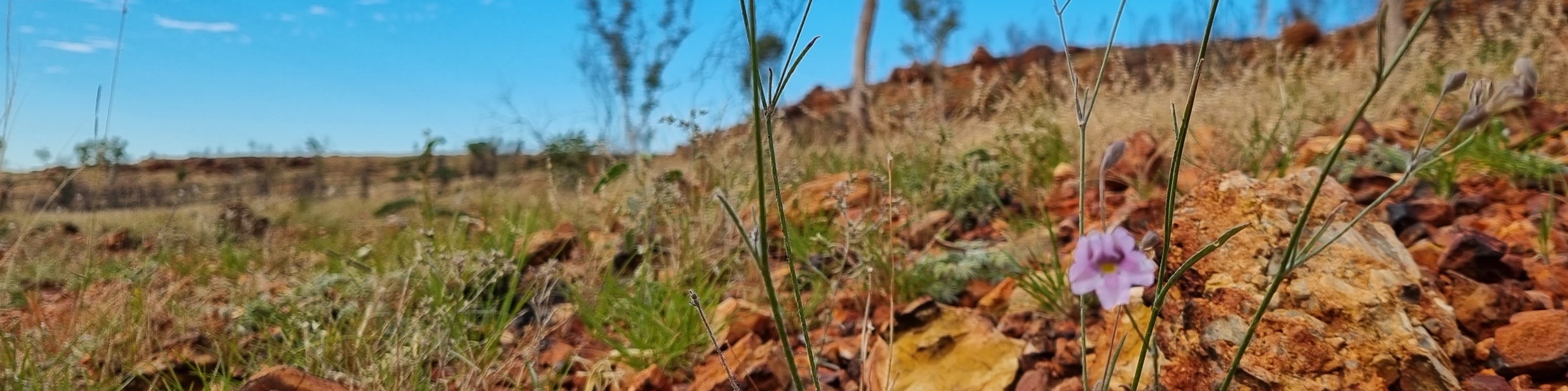 Header Background Image